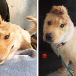 Magical One-Eared Golden Retriever Puppy: A Delightful Sight