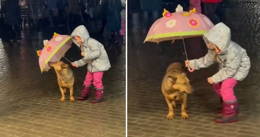 Little Girl Noticed A Stray dog Shivering Under Heavy Rain And Decided To Cover Him With Her Umbrella