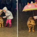 Little Girl Noticed A Stray dog Shivering Under Heavy Rain And Decided To Cover Him With Her Umbrella