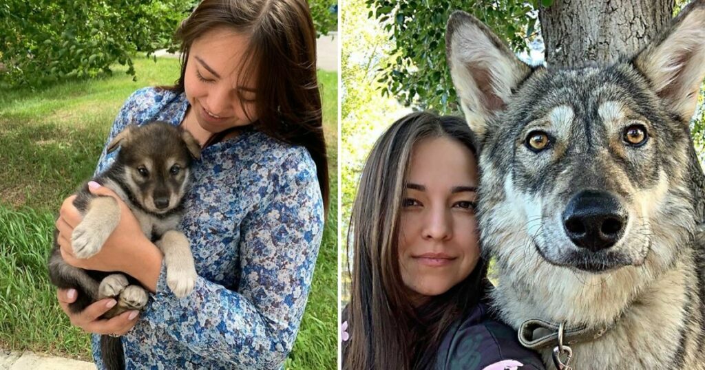 Kira is a wolf who was abandoned as a baby and a woman adopted her to save her.
