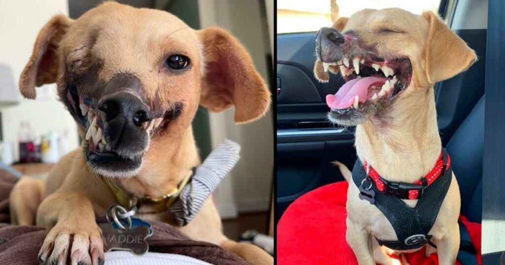 ‘Fighting Bait’ Dog Who Lost Half Her Face Is Unrecognizable After Finding A Loving Home