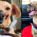 ‘Fighting Bait’ Dog Who Lost Half Her Face Is Unrecognizable After Finding A Loving Home