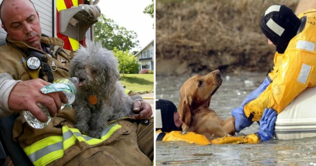 Valiant Guardians: 16 Heartwarming Images of Firefighters Rescuing Animals to Renew Your Belief in Human Kindness