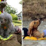 Valiant Guardians: 16 Heartwarming Images of Firefighters Rescuing Animals to Renew Your Belief in Human Kindness