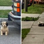 Devoted Dogs Refuse To Move From The Last Place They Saw Their Family