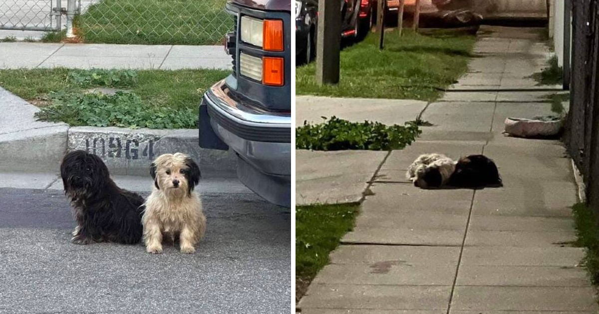 Devoted Dogs Refuse To Move From The Last Place They Saw Their Family