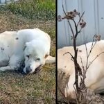 For two long years, he spent every day in front of the house waiting for his owner to return in vain