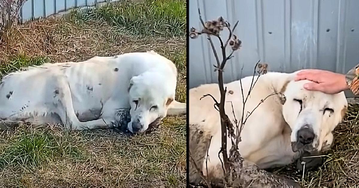 For two long years, he spent every day in front of the house waiting for his owner to return in vain