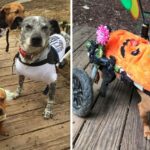 Woman Adopts Special Needs Dogs To Honor The Memory Of Her Beloved One