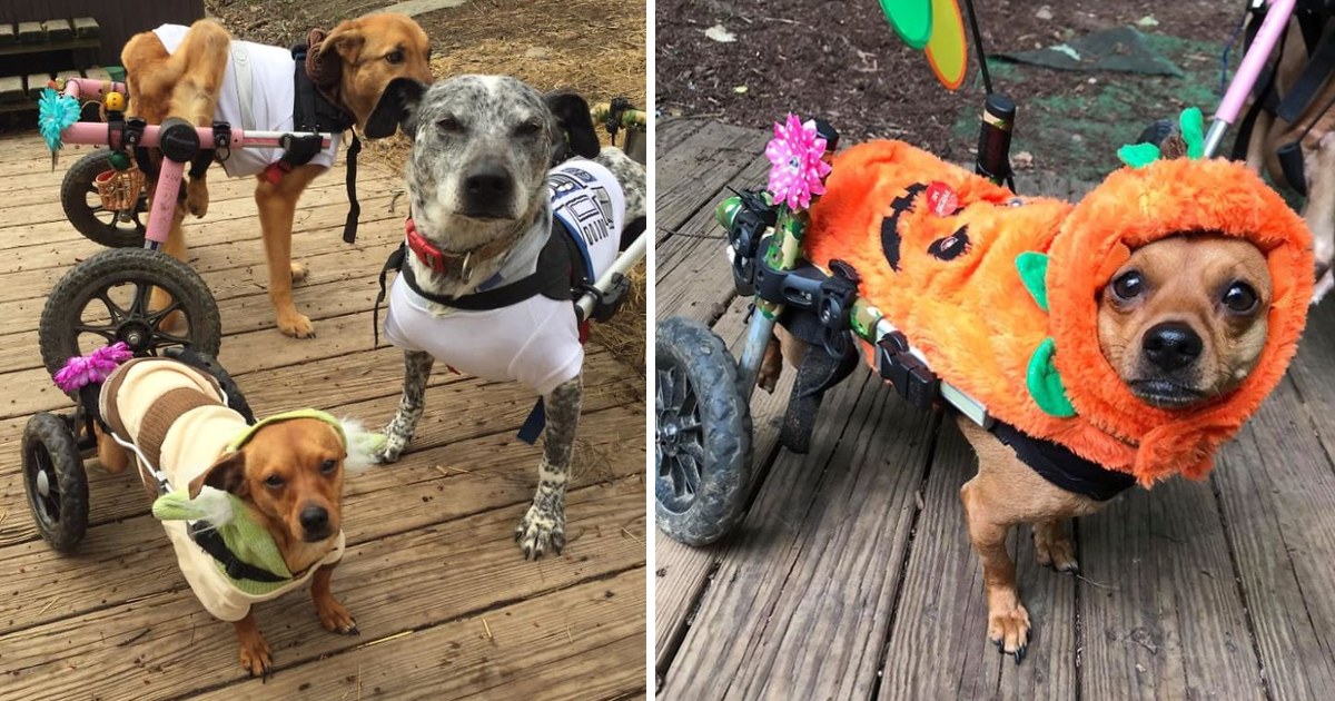 Woman Adopts Special Needs Dogs To Honor The Memory Of Her Beloved One