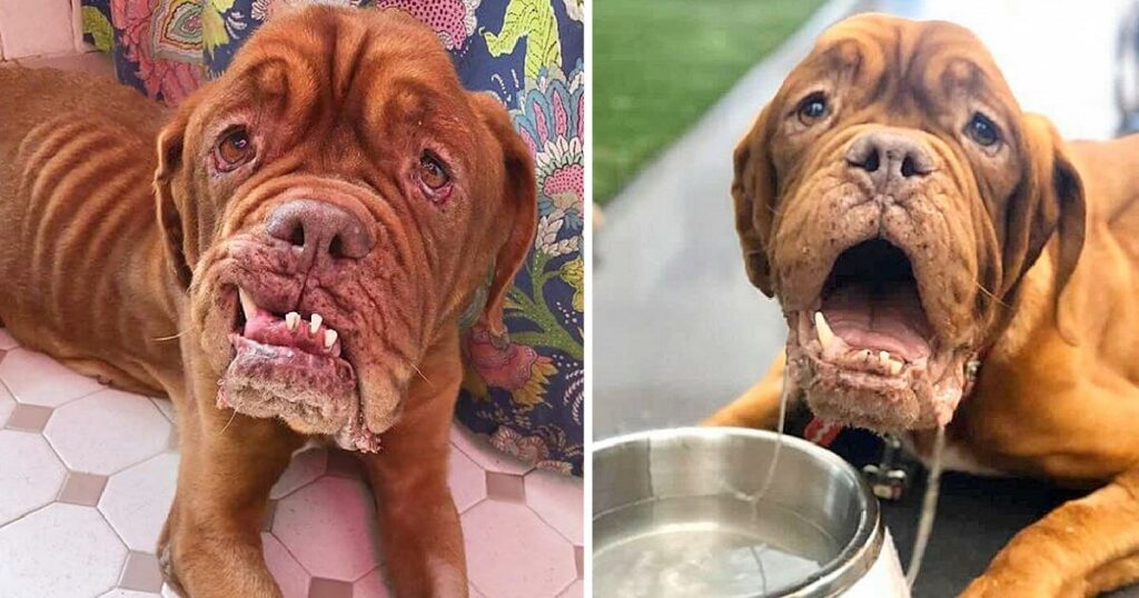 French Mastiff With Terminal Cancer Finally Finds A Loving Home To Spend The Rest Of Her Days