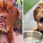 French Mastiff With Terminal Cancer Finally Finds A Loving Home To Spend The Rest Of Her Days