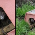 Frightened Pit Bull Left On The Side Of The Road In Doghouse Waited Patiently For Help