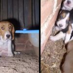 Frightened Puppy Mill Dog Hides Her Her Puppies In The Wall To ƙeep Them Safe