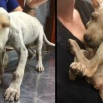 Frightened Street Puppy Who Lost His Family Can’t Stop Cuddling His Rescuer