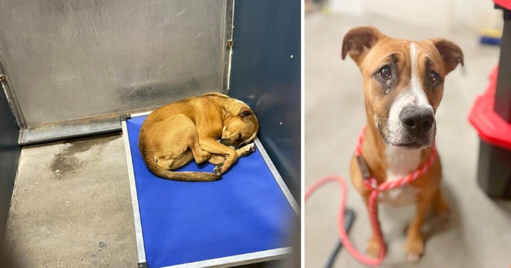 Sad Boxer puppy has spent nearly half her life curled up on her cot at shelter