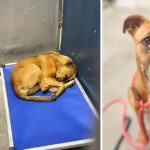 Sad Boxer puppy has spent nearly half her life curled up on her cot at shelter