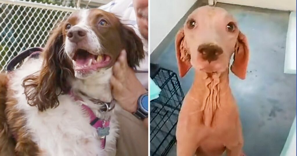 Furless Dog Transforms Into An Adorable Princess After Being Rescued