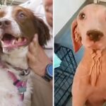 Furless Dog Transforms Into An Adorable Princess After Being Rescued