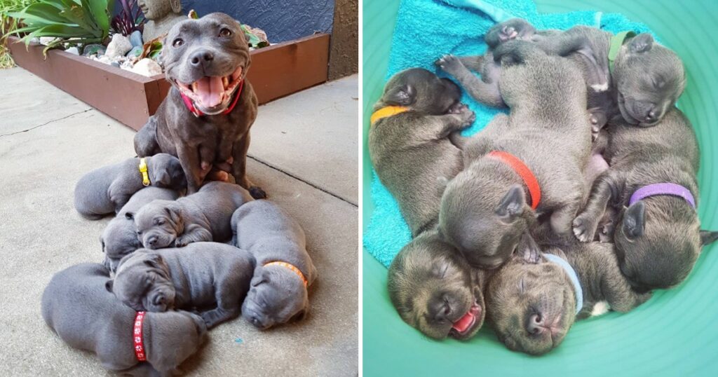 A Mother’s Pride: Proud Dog Brings 6 Beautiful Puppies into the World, Filled with Sweet Delight