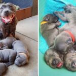 A Mother’s Pride: Proud Dog Brings 6 Beautiful Puppies into the World, Filled with Sweet Delight