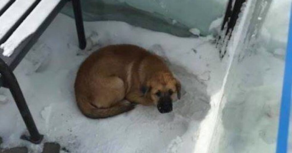 Dog Freezing At Bus Shelter Rescued By Quick-Acting Transit Workers