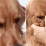Golden Dog Rejoices, Tears Non-Stop When Meeting Owner Again After 5 Years Away