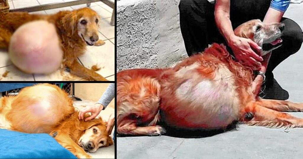 Golden Retriever Abandoned At Beach With 46-Pound Tumor Could Barely Even Walk
