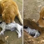 The smart dog dug a hole to bury his lost best friend, making passersby touched and choked