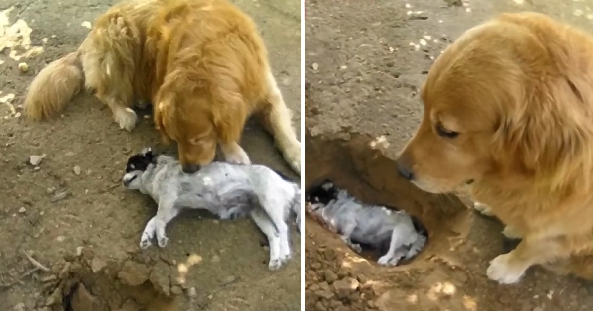 The smart dog dug a hole to bury his lost best friend, making passersby touched and choked