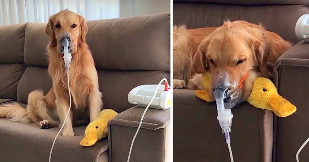 A Really Sick Golden Retriever Serenely Embracing an Oxygen Mask Defies Instincts