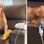 A Really Sick Golden Retriever Serenely Embracing an Oxygen Mask Defies Instincts