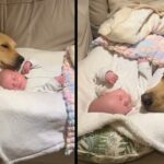 Golden retriever falls in love with newborn baby and won’t leave his side