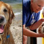 Golden Retriever Missing For 16 Days Found Swimming Along Shoreline