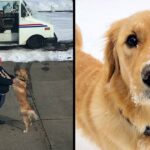 Golden Retriever Waits Patiently Every Day To Get A Sweet Hug From His Beloved Mailman