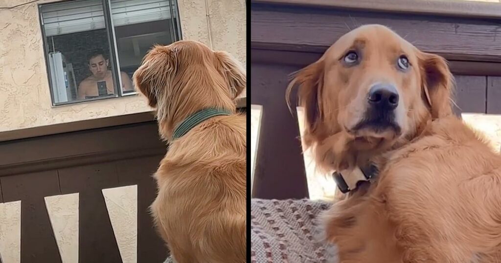 Golden Retriever Was Stalking His Neighbor, So His Neighbor Comes Up With The Best Idea To Befriend Him