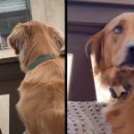 Golden Retriever Was Stalking His Neighbor, So His Neighbor Comes Up With The Best Idea To Befriend Him