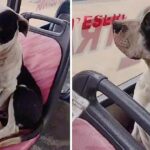 “Good morning, your ticket please”: Puppy on the bus pretends not to listen when they ask for his ticket