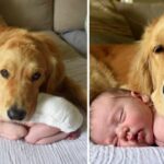 Touching Footage Shows Smart Dog Keeping a Loving Eye on Baby’s Slumber with Gentle Cuddles