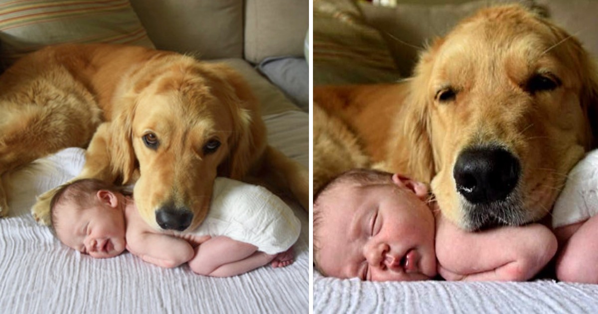 Touching Footage Shows Smart Dog Keeping a Loving Eye on Baby’s Slumber with Gentle Cuddles