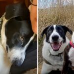 Grieving Dog Falls Into Depression Until His Mom Introduces Him To His New Brother