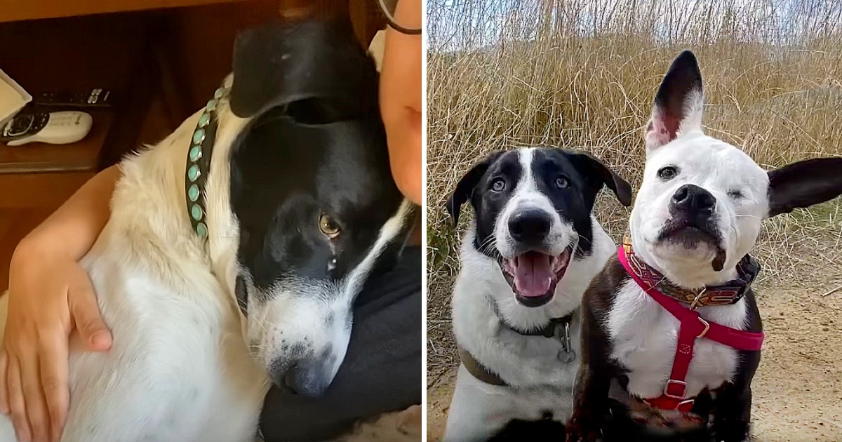 Grieving Dog Falls Into Depression Until His Mom Introduces Him To His New Brother