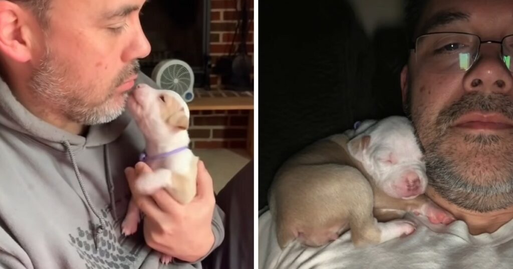 Tiniest Pittie Puppy Melts Hearts Cuddling Up Tо Daddy