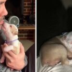 Tiniest Pittie Puppy Melts Hearts Cuddling Up Tо Daddy