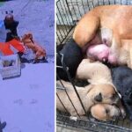 Sick mother dog pleads man to not abandon her and her newborn puppies in a heartbreaking footage