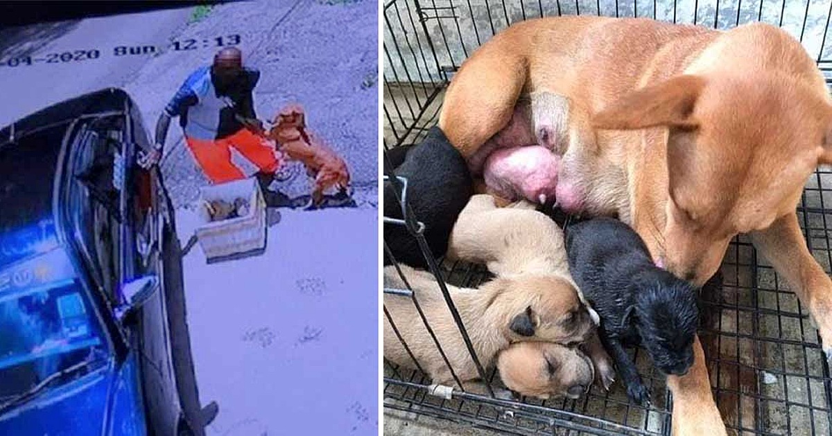 Sick mother dog pleads man to not abandon her and her newborn puppies in a heartbreaking footage