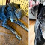 The last years of a poor stray dog: a touching story of love and compassion