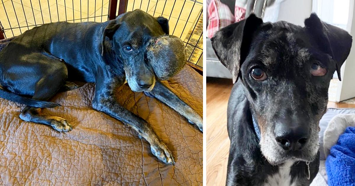 The last years of a poor stray dog: a touching story of love and compassion