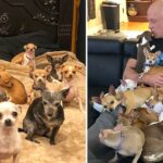 A man that used to make fun of tiny dogs is rescued by a Chihuahua and subsequently dedicates his life to rescuing and protecting them