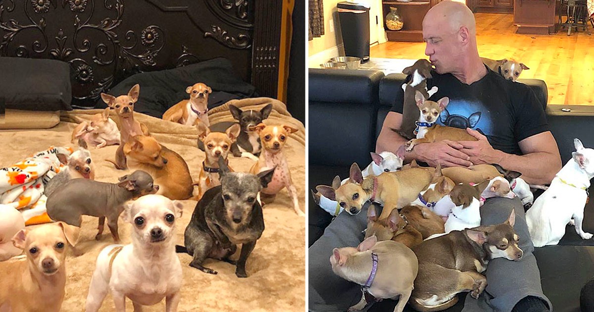 A man that used to make fun of tiny dogs is rescued by a Chihuahua and subsequently dedicates his life to rescuing and protecting them